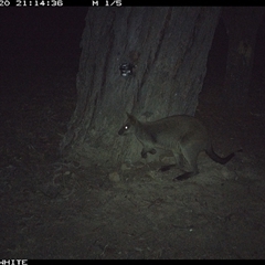 Wallabia bicolor (Swamp Wallaby) at Crowther, NSW - 21 May 2025 by Frecko