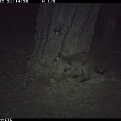 Wallabia bicolor (Swamp Wallaby) at Crowther, NSW - 21 May 2025 by Frecko