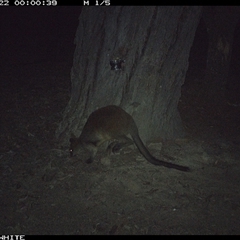Wallabia bicolor (Swamp Wallaby) at Crowther, NSW - 22 May 2025 by Frecko