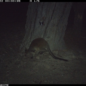 Wallabia bicolor (Swamp Wallaby) at Crowther, NSW - 22 May 2025 by Frecko