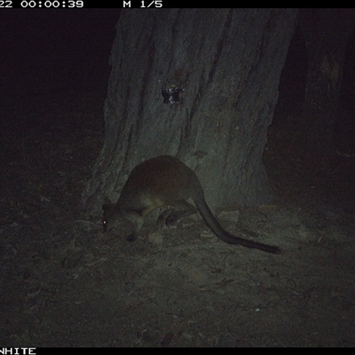 Wallabia bicolor (Swamp Wallaby) at Crowther, NSW - 22 May 2025 by Frecko