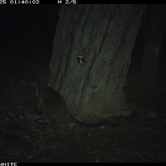 Wallabia bicolor (Swamp Wallaby) at Crowther, NSW - 25 May 2025 by Frecko