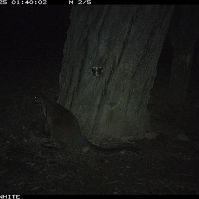 Wallabia bicolor (Swamp Wallaby) at Crowther, NSW - 25 May 2025 by Frecko