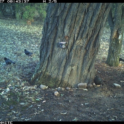 Corcorax melanorhamphos (White-winged Chough) at Crowther, NSW - 27 May 2025 by Frecko