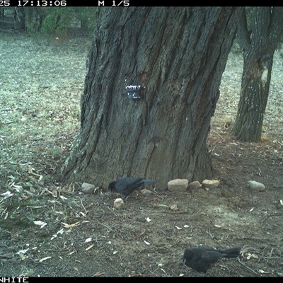 Corcorax melanorhamphos (White-winged Chough) at Crowther, NSW - 25 May 2025 by Frecko