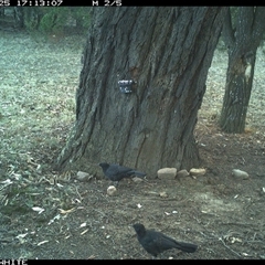 Corcorax melanorhamphos at Crowther, NSW - 25 May 2025 05:13 PM