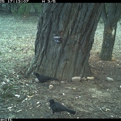 Corcorax melanorhamphos at Crowther, NSW - 25 May 2025 05:13 PM