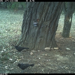 Corcorax melanorhamphos at Crowther, NSW - 25 May 2025 05:13 PM