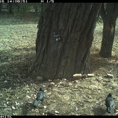 Corcorax melanorhamphos (White-winged Chough) at Crowther, NSW - 16 May 2025 by Frecko