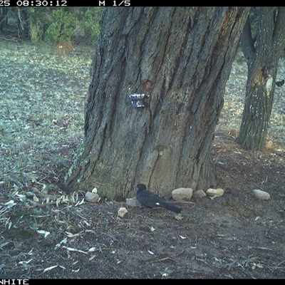 Corcorax melanorhamphos (White-winged Chough) at Crowther, NSW - 25 May 2025 by Frecko