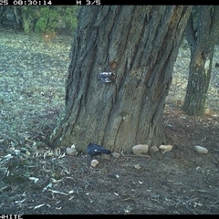 Corcorax melanorhamphos at Crowther, NSW - 25 May 2025 08:30 AM