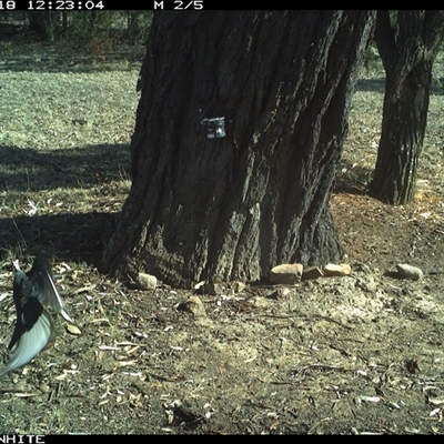 Corcorax melanorhamphos (White-winged Chough) at Crowther, NSW - 18 May 2025 by Frecko