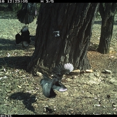 Corcorax melanorhamphos at Crowther, NSW - 18 May 2025 12:23 PM