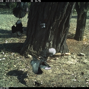 Corcorax melanorhamphos at Crowther, NSW - 18 May 2025 12:23 PM