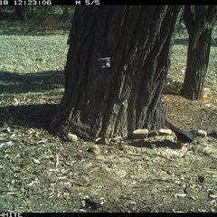 Corcorax melanorhamphos at Crowther, NSW - 18 May 2025 12:23 PM