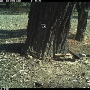 Corcorax melanorhamphos at Crowther, NSW - 18 May 2025 12:23 PM