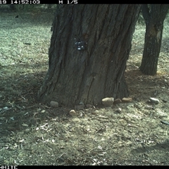 Corcorax melanorhamphos (White-winged Chough) at Crowther, NSW - 19 May 2025 by Frecko