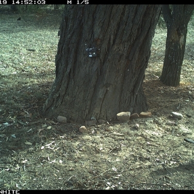 Corcorax melanorhamphos (White-winged Chough) at Crowther, NSW - 19 May 2025 by Frecko