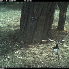 Corcorax melanorhamphos at Crowther, NSW - 19 May 2025 02:52 PM