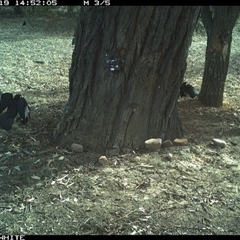 Corcorax melanorhamphos at Crowther, NSW - 19 May 2025 02:52 PM