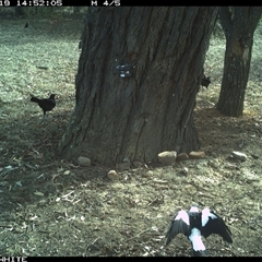 Corcorax melanorhamphos at Crowther, NSW - 19 May 2025 02:52 PM