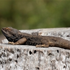 Pogona barbata (Eastern Bearded Dragon) at Acton, ACT - 27 Sep 2018 by AlisonMilton