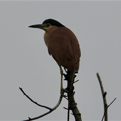 Nycticorax caledonicus (Nankeen Night-Heron) at South Albury, NSW - 7 Jul 2025 by PaulF