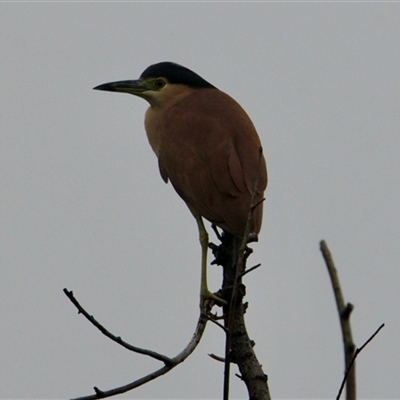 Nycticorax caledonicus (Nankeen Night-Heron) at South Albury, NSW - 7 Jul 2025 by PaulF