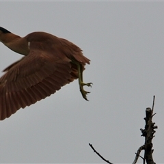 Nycticorax caledonicus at South Albury, NSW - 7 Jul 2025 03:28 PM