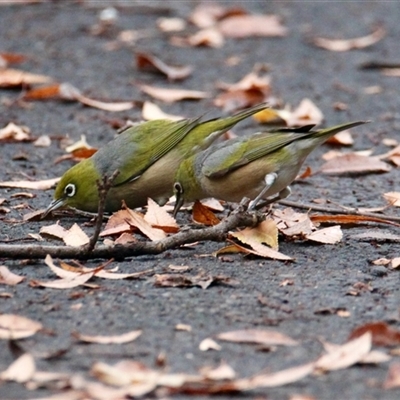 Zosterops lateralis (Silvereye) at South Albury, NSW - 7 Jul 2025 by PaulF