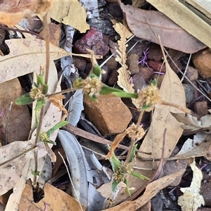 Unverified Other Wildflower or Herb at Litchfield Park, NT - Yesterday by Mike