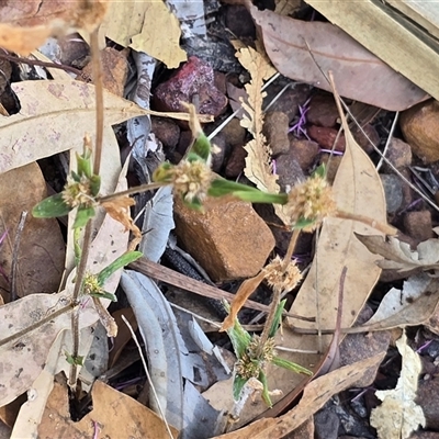 Unverified Other Wildflower or Herb at Litchfield Park, NT - Yesterday by Mike