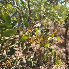 Unverified Other Shrub at Litchfield Park, NT - Yesterday by Mike