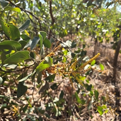 Unverified Other Shrub at Litchfield Park, NT - Yesterday by Mike