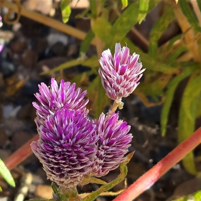 Unverified Other Wildflower or Herb at Litchfield Park, NT - Yesterday by Mike