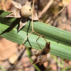 Unverified Climber or Mistletoe at Litchfield Park, NT - Yesterday by Mike