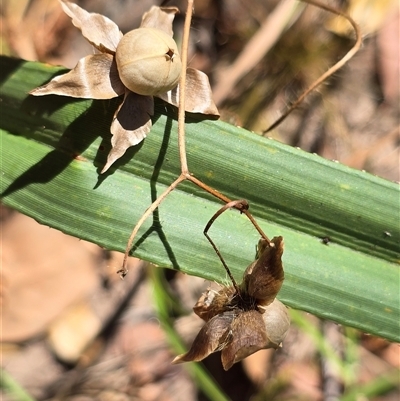 Unverified Climber or Mistletoe at Litchfield Park, NT - Yesterday by Mike