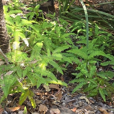 Unverified Fern or Clubmoss at Litchfield Park, NT - Yesterday by Mike