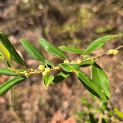 Unverified Other Shrub at Litchfield Park, NT - Yesterday by Mike