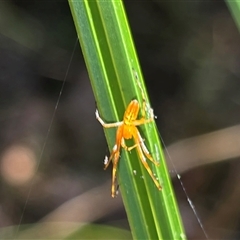 Unverified Spider at Litchfield Park, NT - Yesterday by Mike