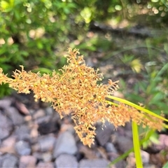 Unverified Rush, Sedge or Mat Rush at Litchfield Park, NT - Yesterday by Mike