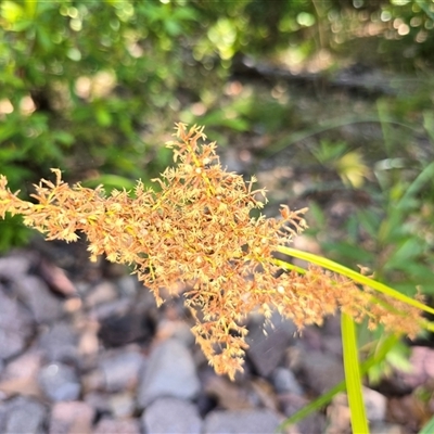 Unverified Rush, Sedge or Mat Rush at Litchfield Park, NT - Yesterday by Mike