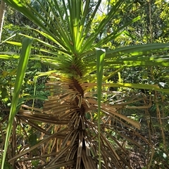 Unverified Screw-pines, pandans at Litchfield Park, NT - Today by Mike