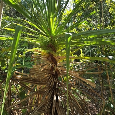 Unverified Screw-pines, pandans at Litchfield Park, NT - Today by Mike