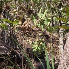 Unverified Other Shrub at Litchfield Park, NT - Yesterday by Mike