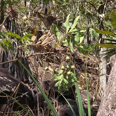 Unverified Other Shrub at Litchfield Park, NT - Yesterday by Mike