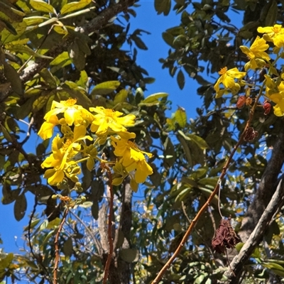 Cochlospermum fraseri at Litchfield Park, NT - Yesterday by Mike