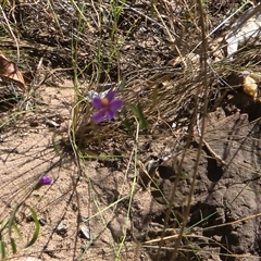 Unverified Other Wildflower or Herb at Litchfield Park, NT - Yesterday by Mike