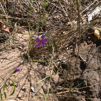 Unverified Other Wildflower or Herb at Litchfield Park, NT - Yesterday by Mike