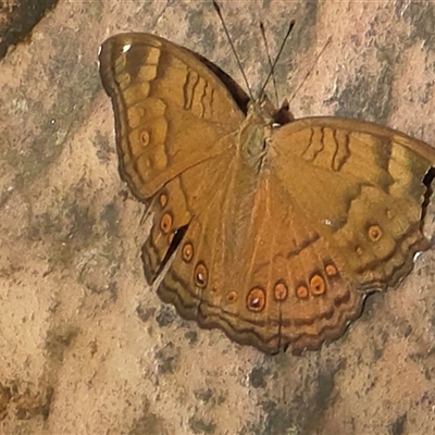 Unverified Butterfly (Lepidoptera, Rhopalocera) at Litchfield Park, NT - Yesterday by Mike